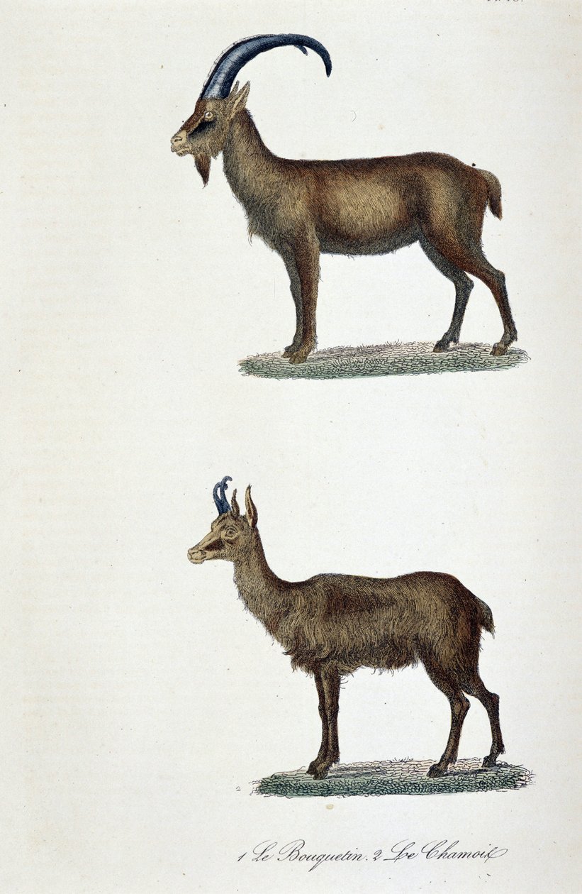 Quadro de história natural: Quadro zoológico representando 1. O Ibex e o 2. Le Chamois - em "Completes de Buffon" do naturalista Georges Louis Leclerc, Conde de Buffon (1707 - 1788). Gravura a partir de 1837. de Georges Louis Leclerc