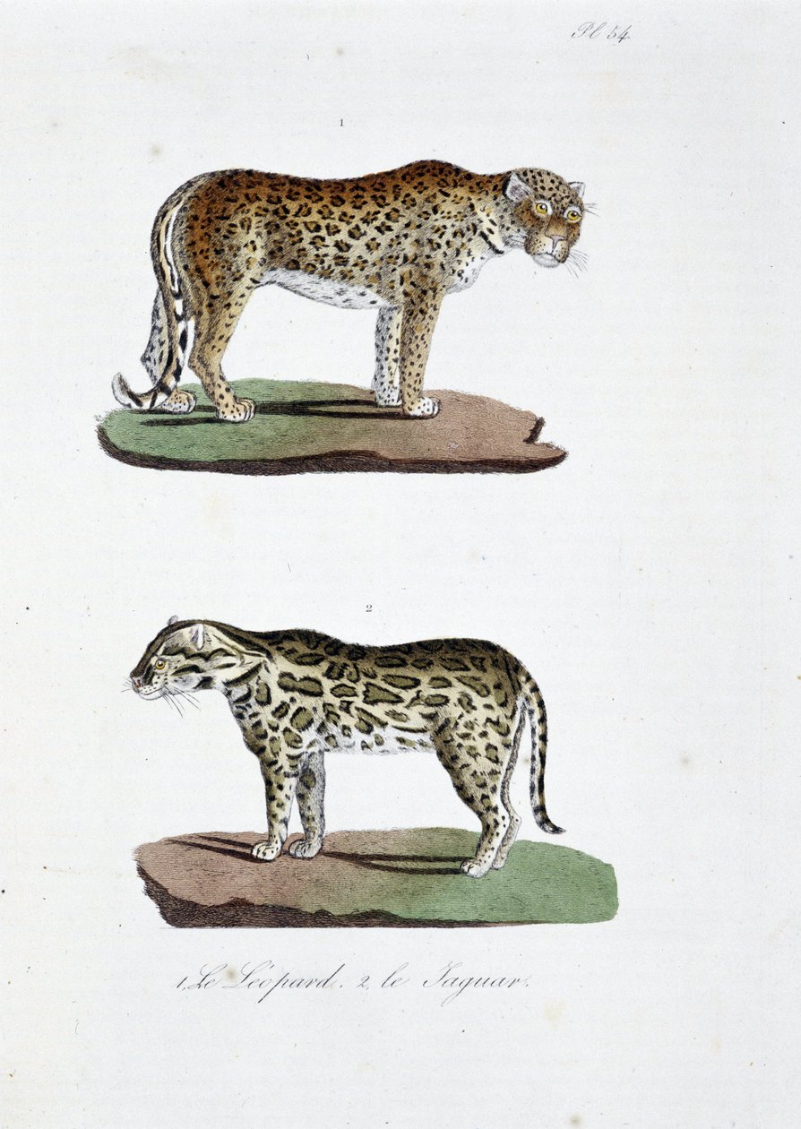 Quadro de história natural: Quadro zoológico representando 1. O Leopardo e 2. Le Jaguar - em "Obras Completas de Buffon" do naturalista Georges Louis Leclerc, Conde de Buffon (1707 - 1788). Gravura a partir de 1837. de Georges Louis Leclerc