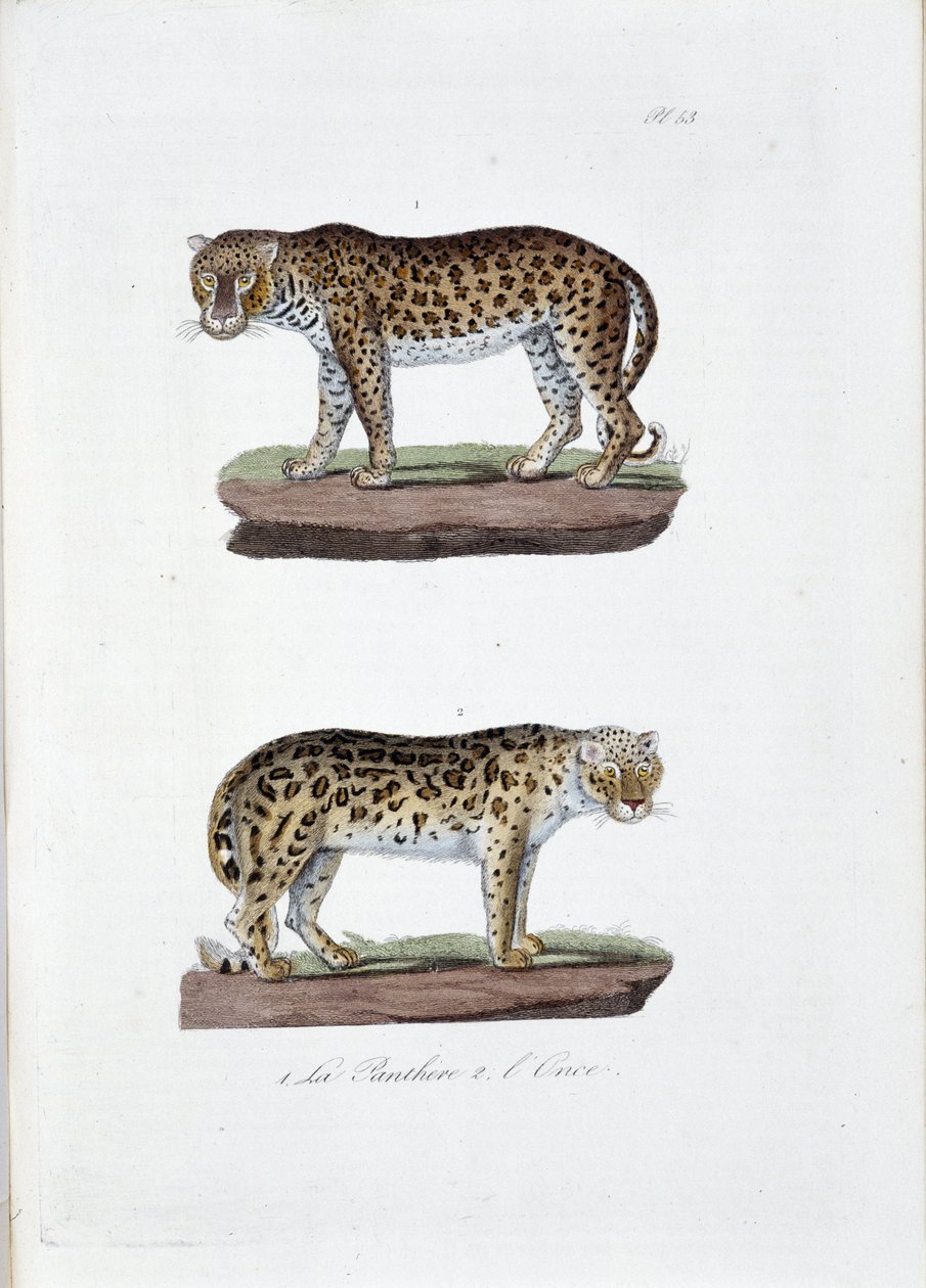 Quadro de história natural: Quadro zoológico representando 1. O Panghere e 2. L