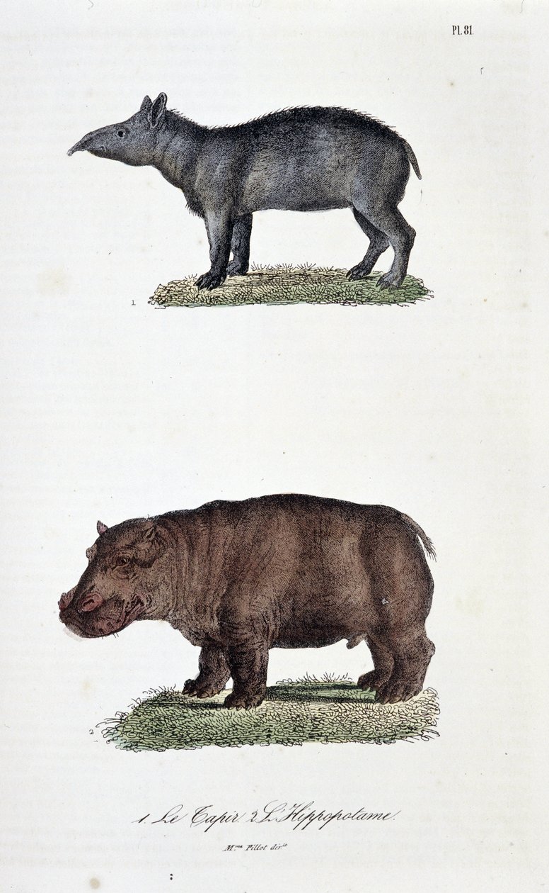 Quadro de história natural: Quadro zoológico representando 1. A Anta e 2. L