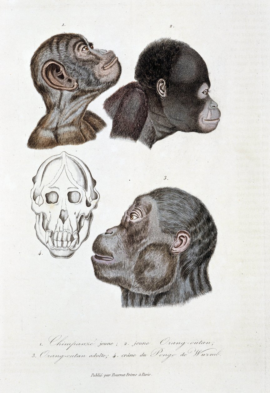 Quadro de história natural: Quadro zoológico representando 1. Chimpanzé jovem; 2. orangotango jovem (orangotango, orangotango, orangotango); 3. orangotango adulto; 4. guindaste do Pongo de Wurmb - em "Obras Completas de Buffon" do naturalista Georges Louis de Georges Louis Leclerc