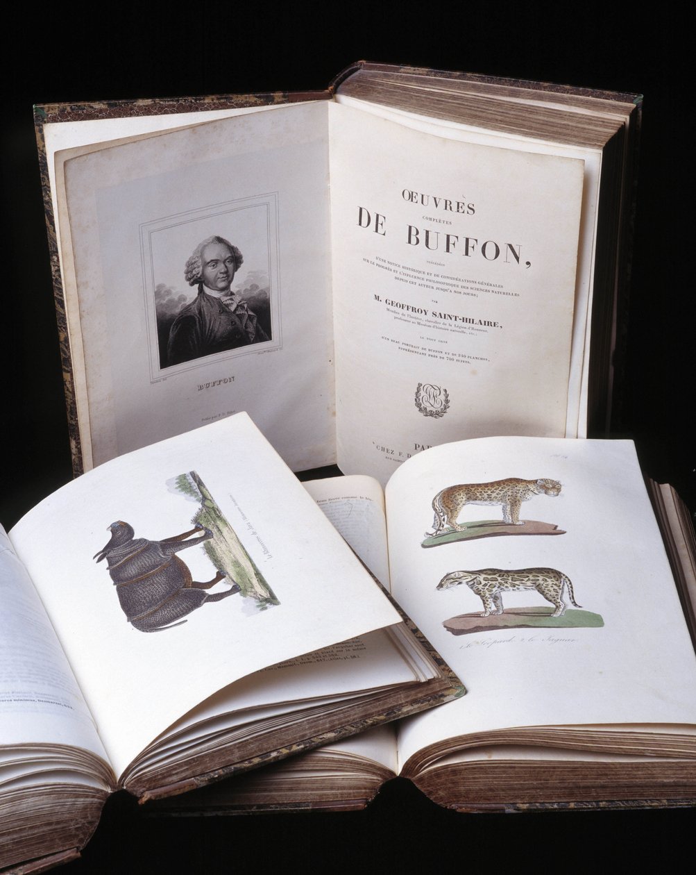Natureza morta das "Obras completas de Buffon" do naturalista Georges Louis Leclerc, Conde de Buffon (1707 - 1788). Gravura a partir de 1837. de Georges Louis Leclerc