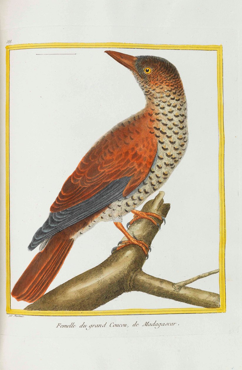 História Natural. Pássaros. Placas iluminadas, 1782. de Georges Louis Leclerc de Buffon