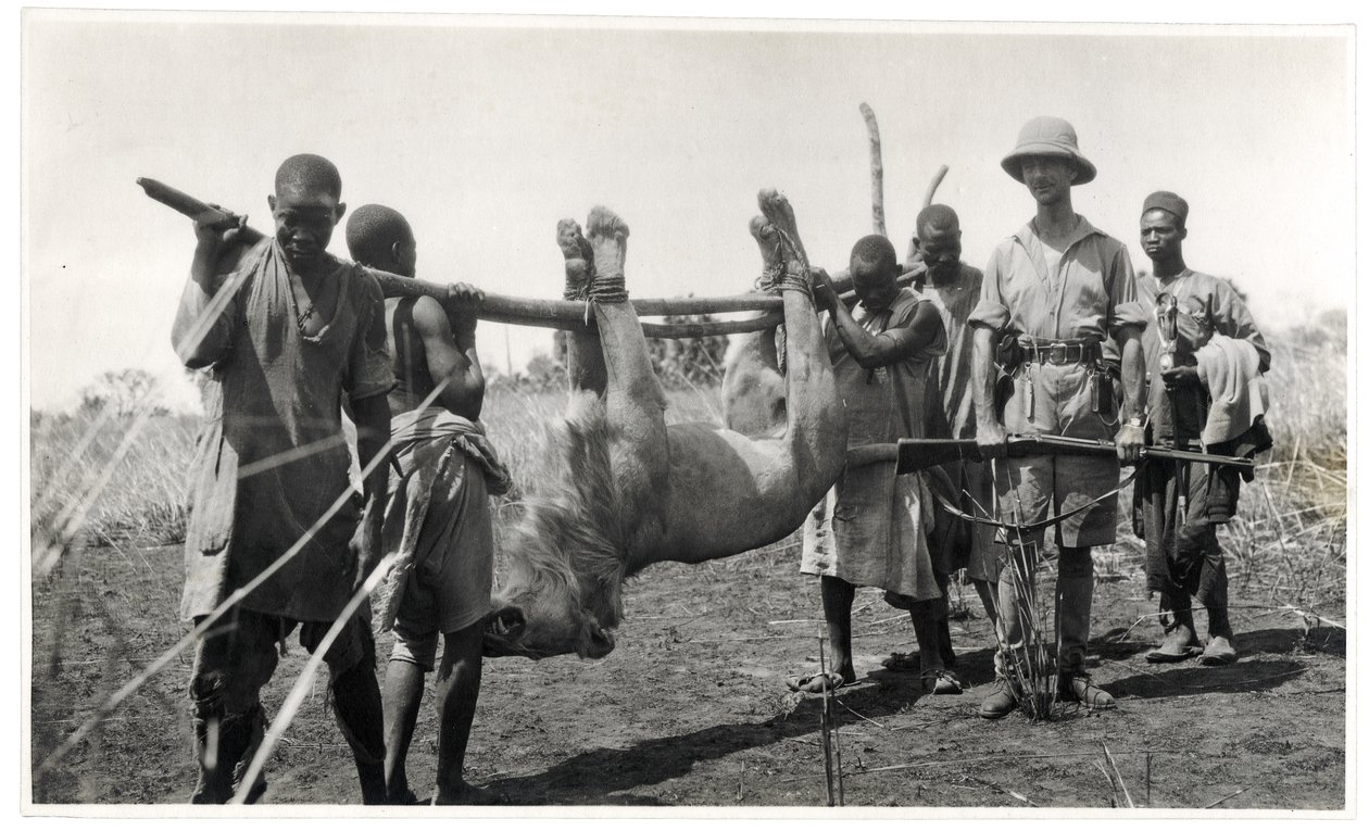 Leão em Bahr el Ghazal, Am Dafok, 1925 (impressão em gelatina prateada) de Georges Marie Haardt