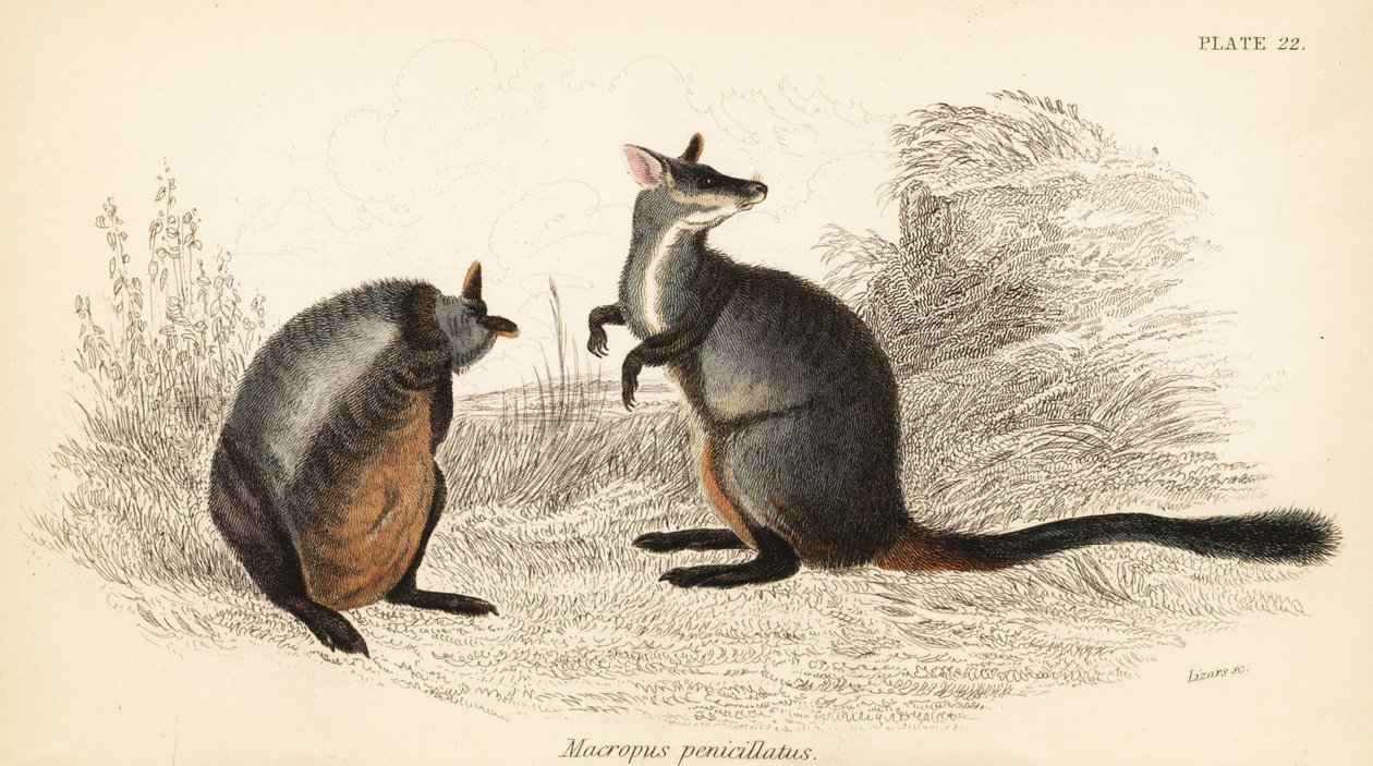 Paralelepípedo de cauda de rocha, penicilata Petrogale. ,1841 (gravura) de Georges Robert Waterhouse