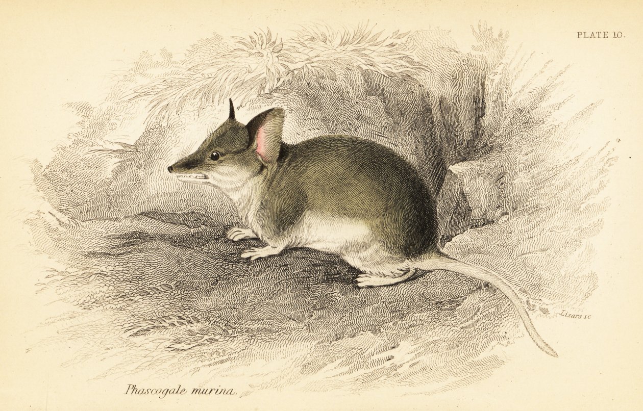 Dunnart comum, Sminthopsis murina. ,1841 (gravura) de Georges Robert Waterhouse