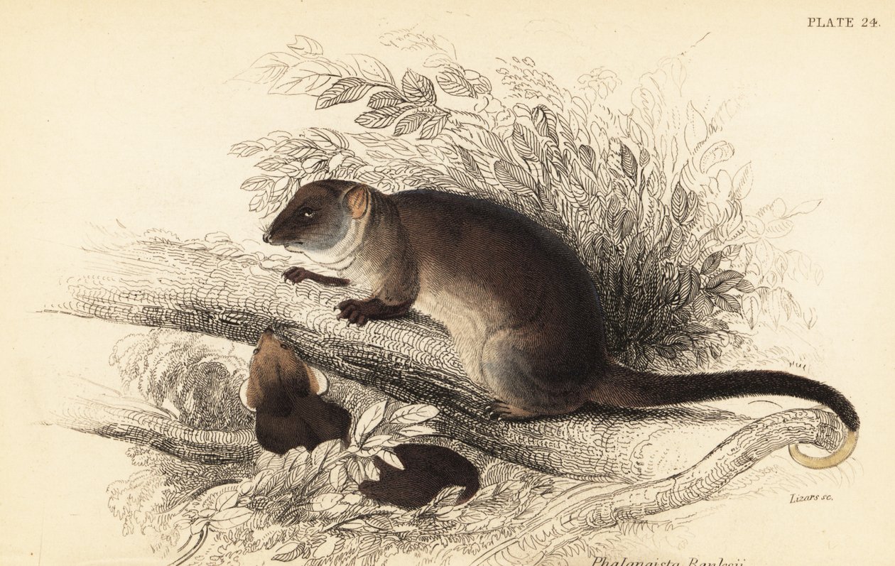 Eu posso ver o ringtail comum, Pseudocheirus peregrinus. ,1841 (gravura) de Georges Robert Waterhouse