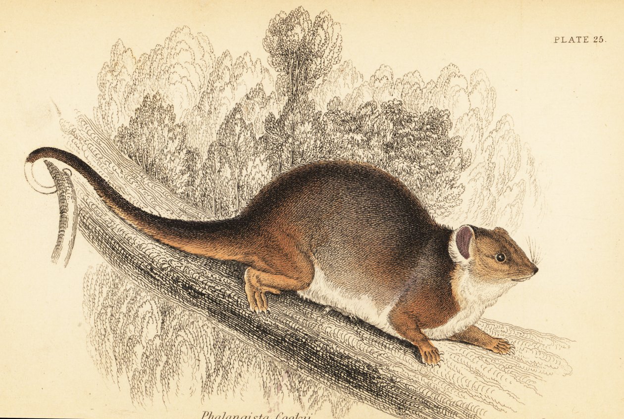 Eu posso ver o ringtail comum, Pseudocheirus peregrinus. ,1841 (gravura) de Georges Robert Waterhouse