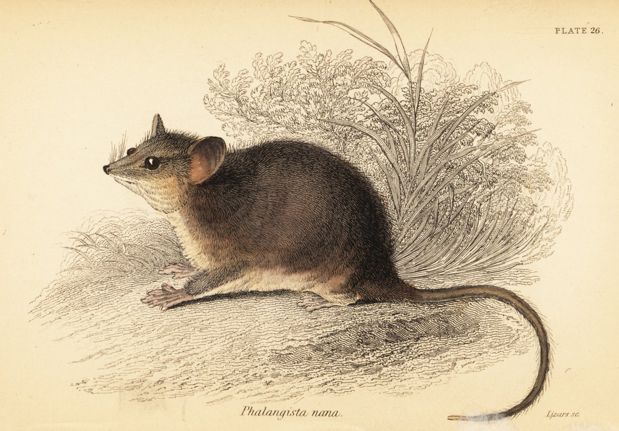 Gambá pigmeu oriental, Cercartetus nanus,1841 (gravação) de Georges Robert Waterhouse