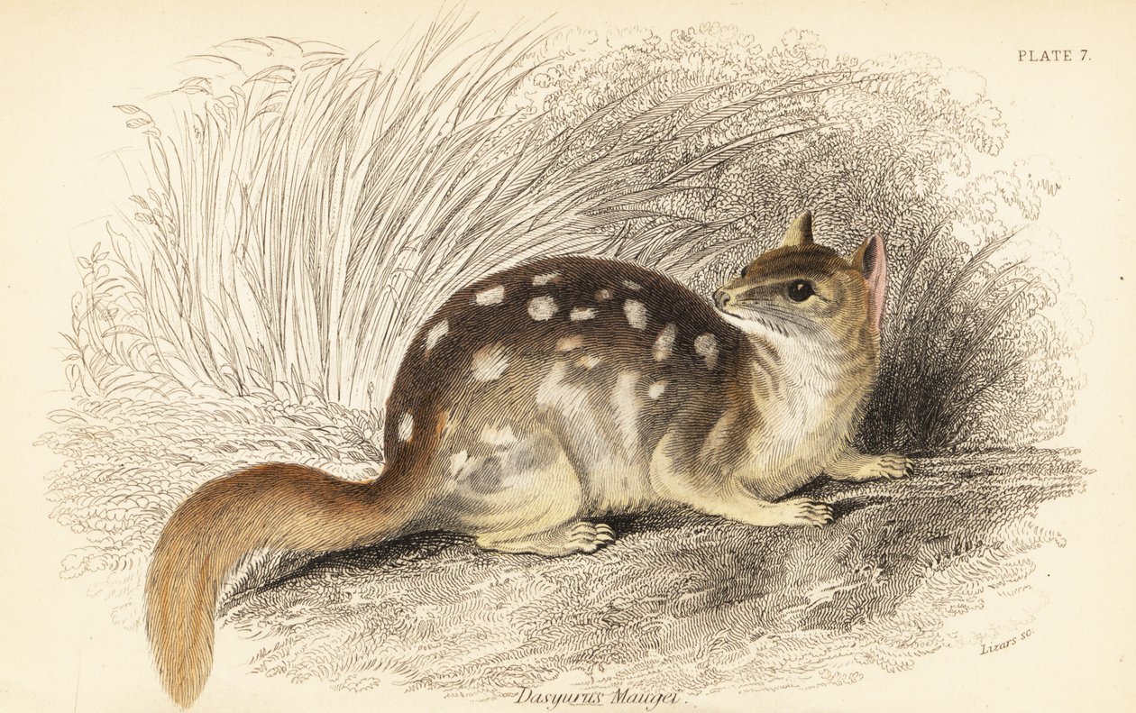 quoll oriental, guaxinim Dasyurus. Ameaçadas de extinção. ,1841 (gravura) de Georges Robert Waterhouse