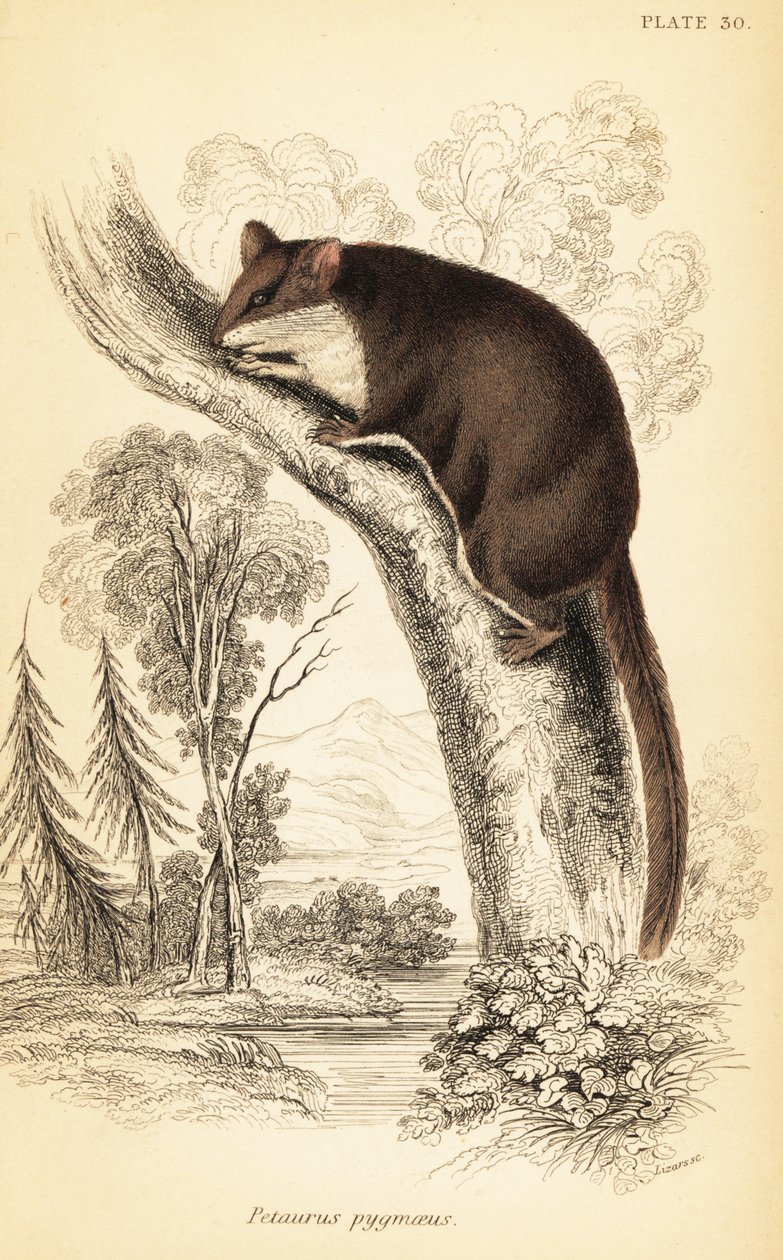 Planador Feathertail, Acrobates pygmaeus. ,1841 (gravura) de Georges Robert Waterhouse