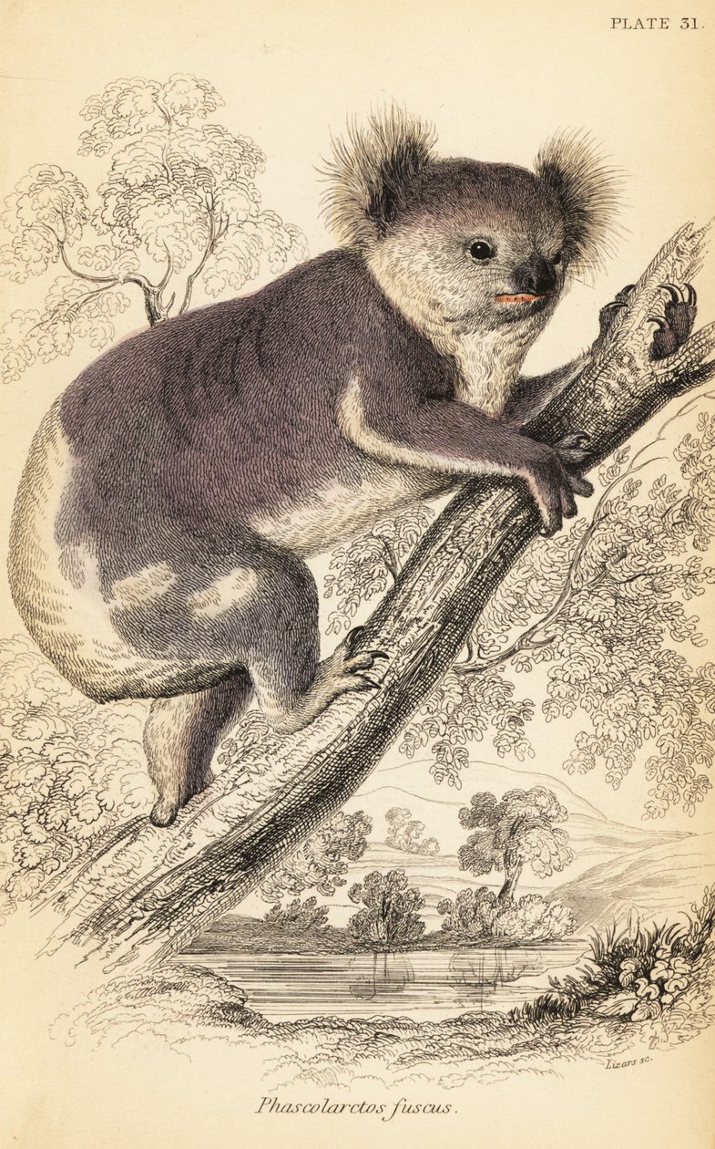 Koala, Phascolarctos cinereus.,1841 (engraving) de Georges Robert Waterhouse