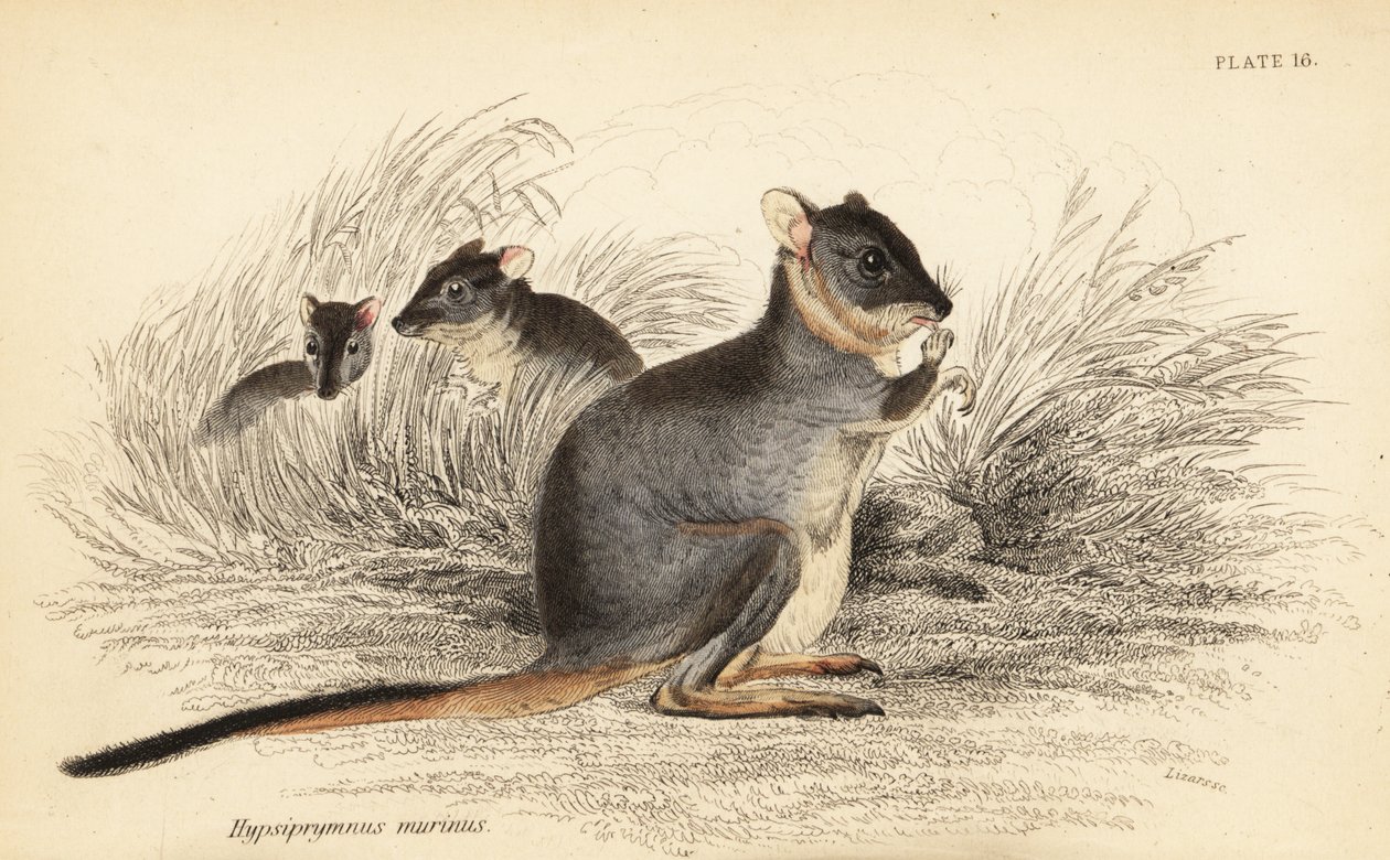 Potoroo de pés longos, longipes motoresos. Vulneráveis.,1841 (gravura) de Georges Robert Waterhouse