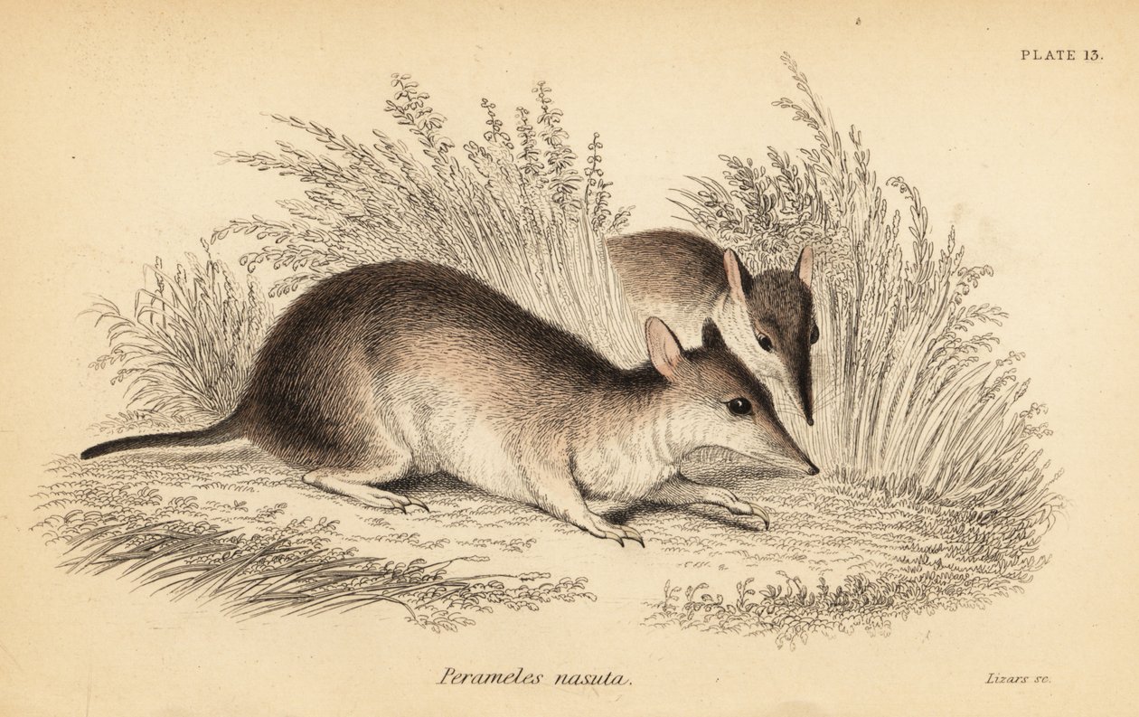 Bandicoot de nariz comprido, Perameles nasuta.,1841 (gravura) de Georges Robert Waterhouse