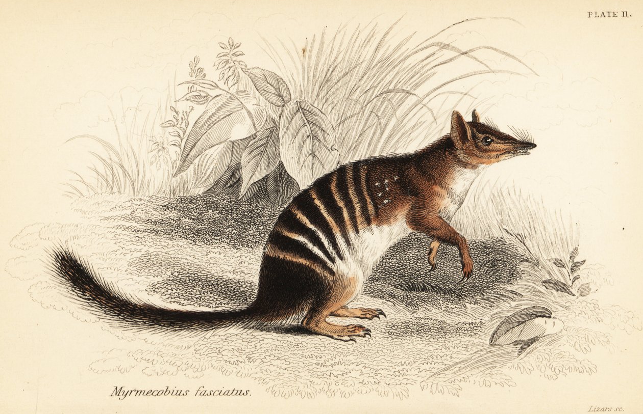 Numbat, Myrmecobius fasciatus. Ameaçado de extinção. ,1841 (gravura) de Georges Robert Waterhouse