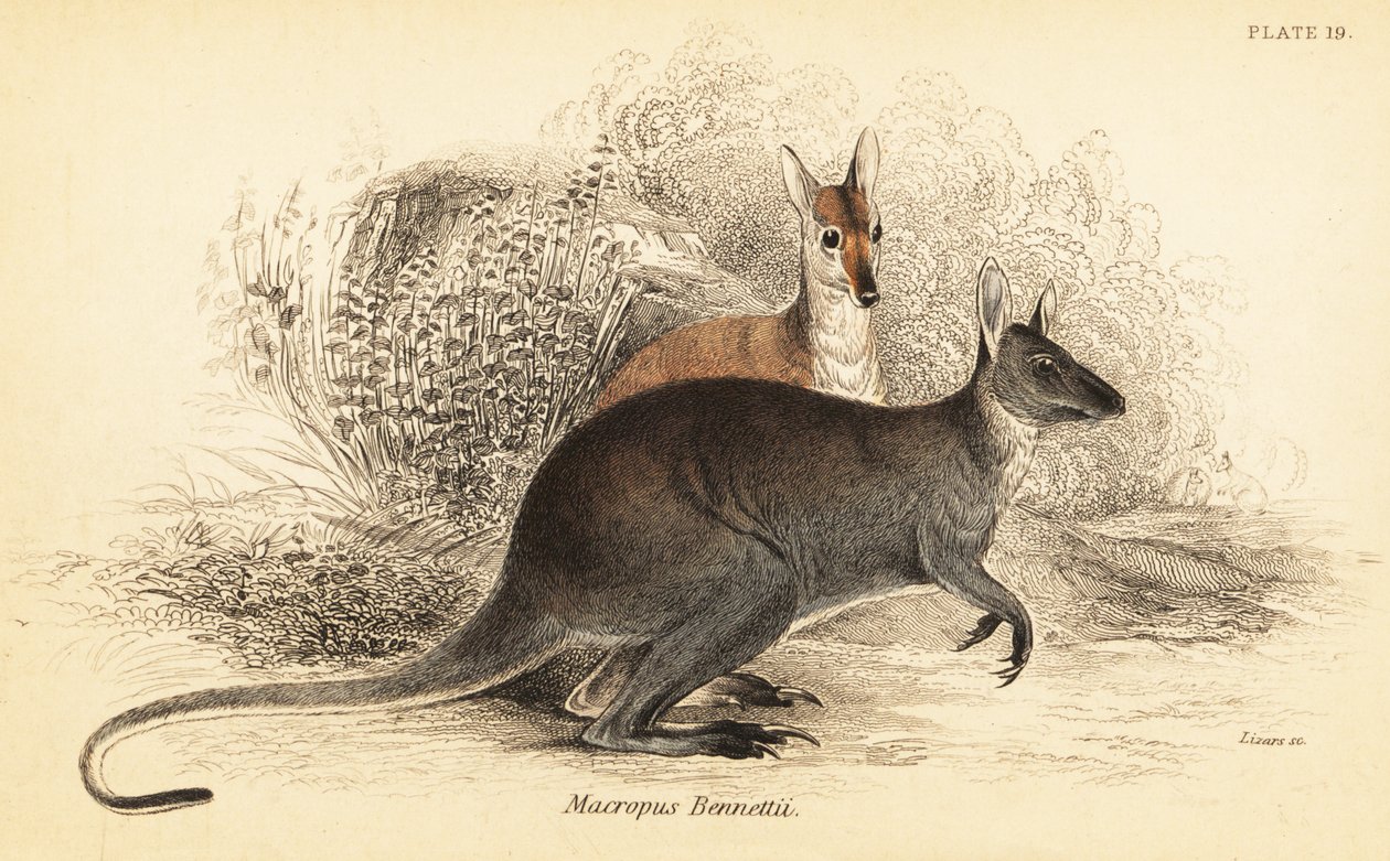 Wallaby de pescoço vermelho, Macropus rufogriseus. ,1841 (gravura) de Georges Robert Waterhouse