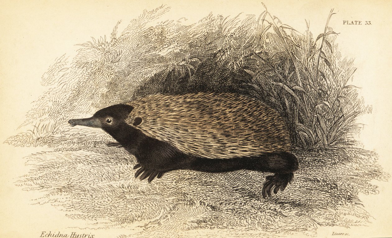 Echidna de cozedura curta, Tachyglossus aculeatus,1841 (gravura) de Georges Robert Waterhouse