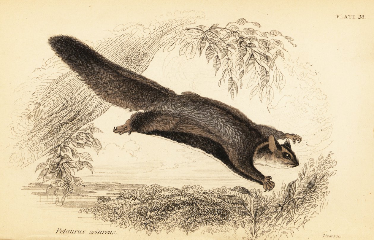 Esquilo planador, Petaurus norfolcensis.,1841 (gravura) de Georges Robert Waterhouse