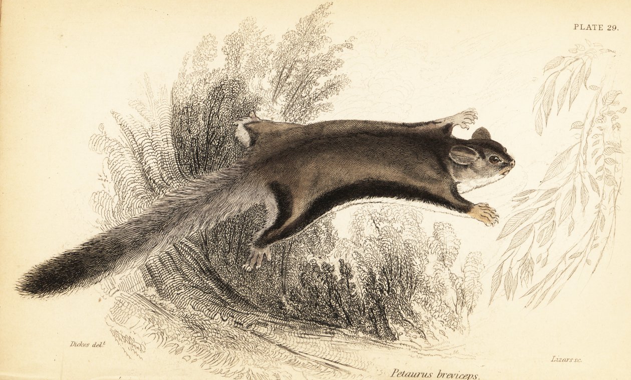 Planador de açúcar, Petaurus breviceps., 1841 (gravura) de Georges Robert Waterhouse