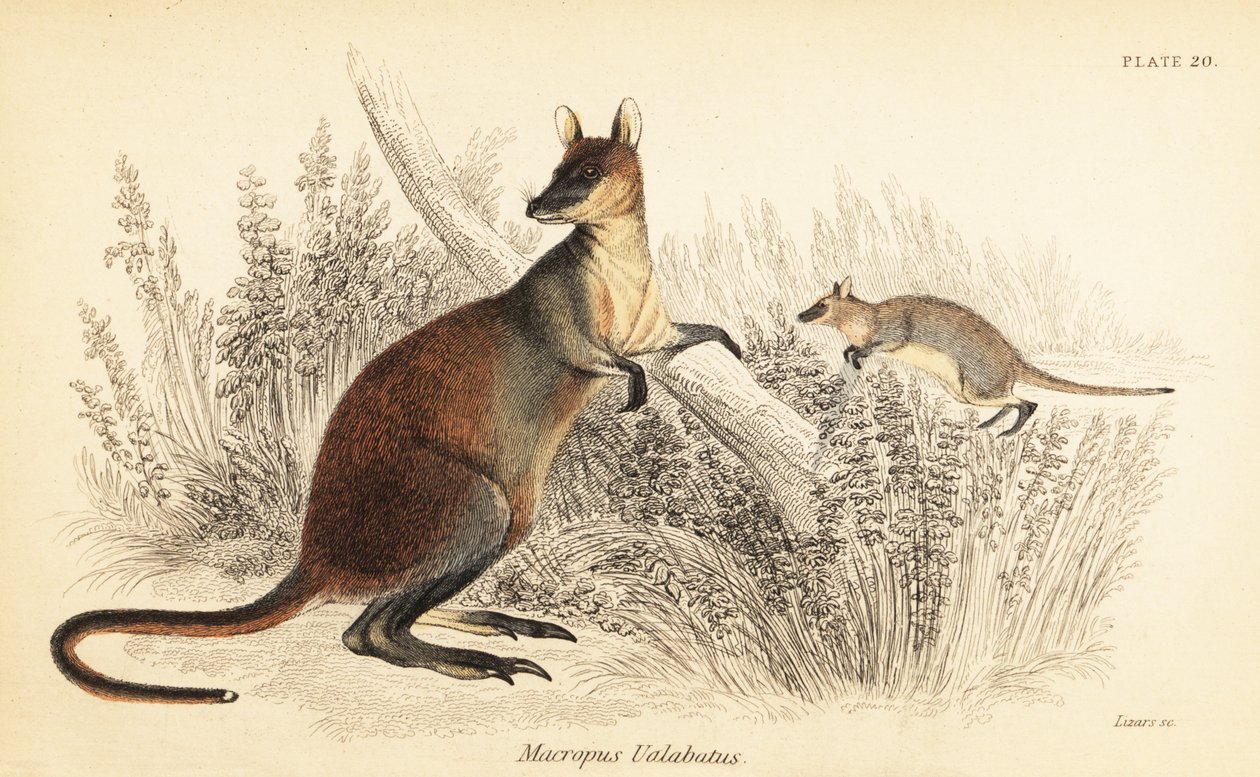 Wallaby, wallabia bicolor. ,1841 (gravura) de Georges Robert Waterhouse