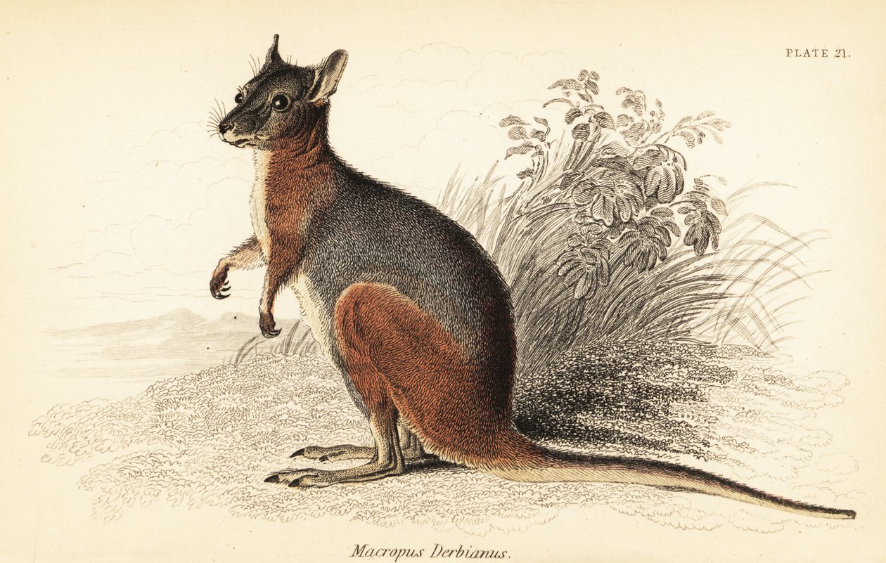 Tammar wallaby, Macropus eugenii., 1841 (gravura) de Georges Robert Waterhouse
