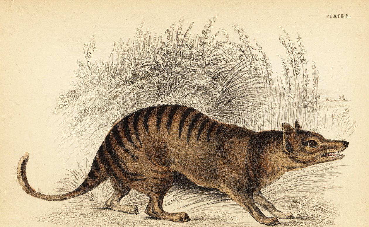 Tasmanian tiger, Thylacinus cynocephalus. Extinto. ,1841 (gravura) de Georges Robert Waterhouse