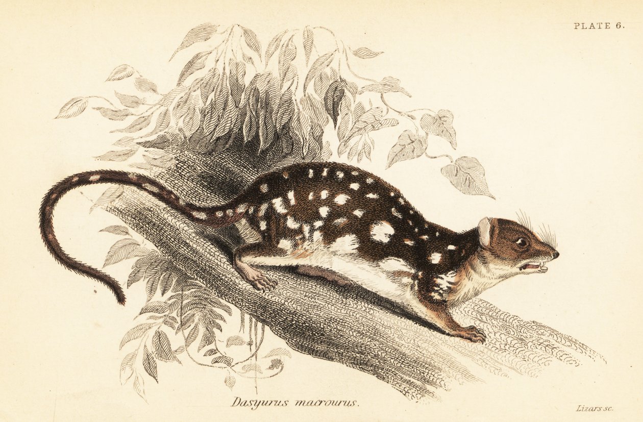 Tiger quoll, Dasyurus maculatus.,1841 (gravura) de Georges Robert Waterhouse