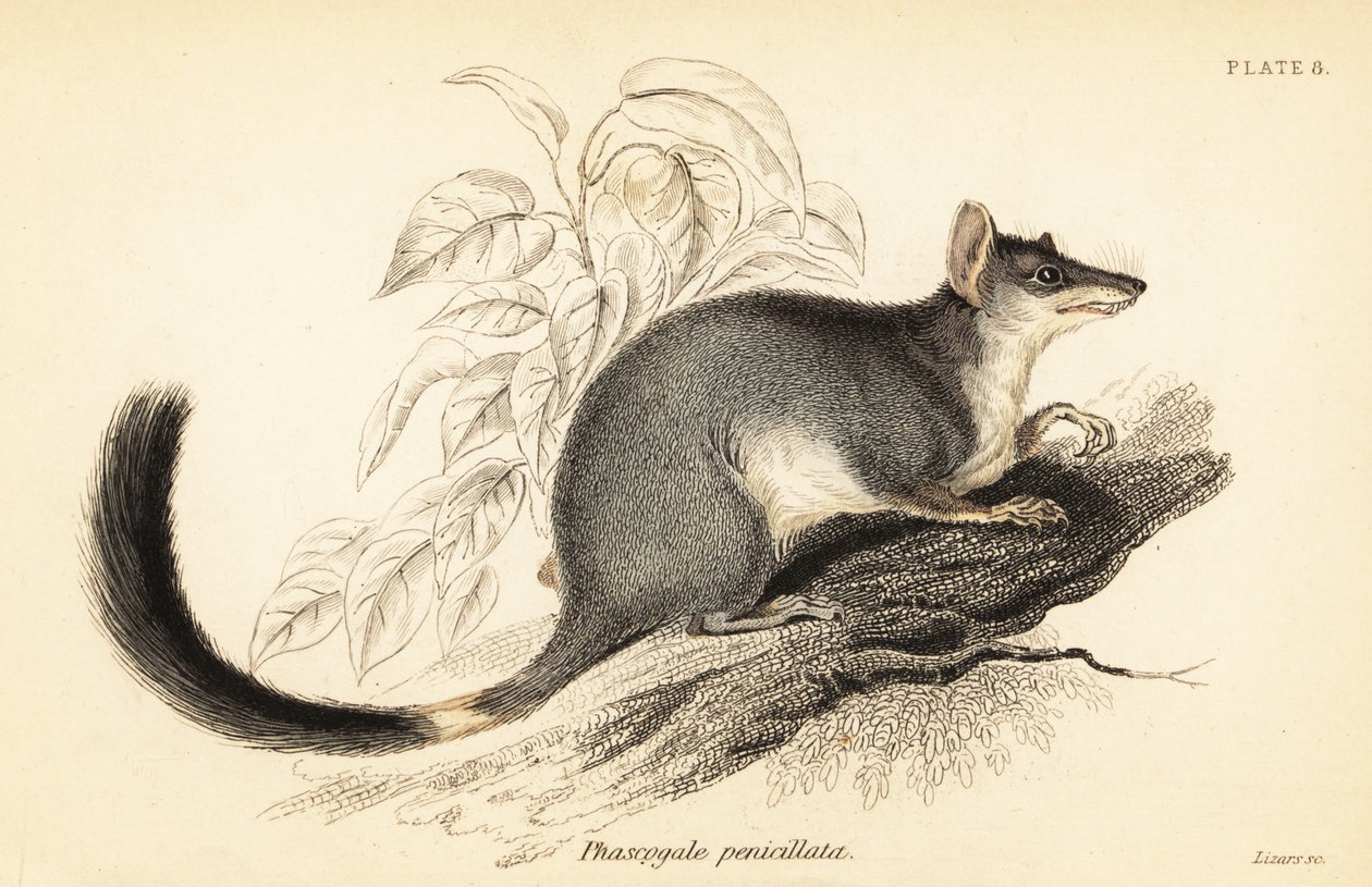 Tuan ou wambenger comum, Phascogale tapoatafa. ,1841 (gravura) de Georges Robert Waterhouse