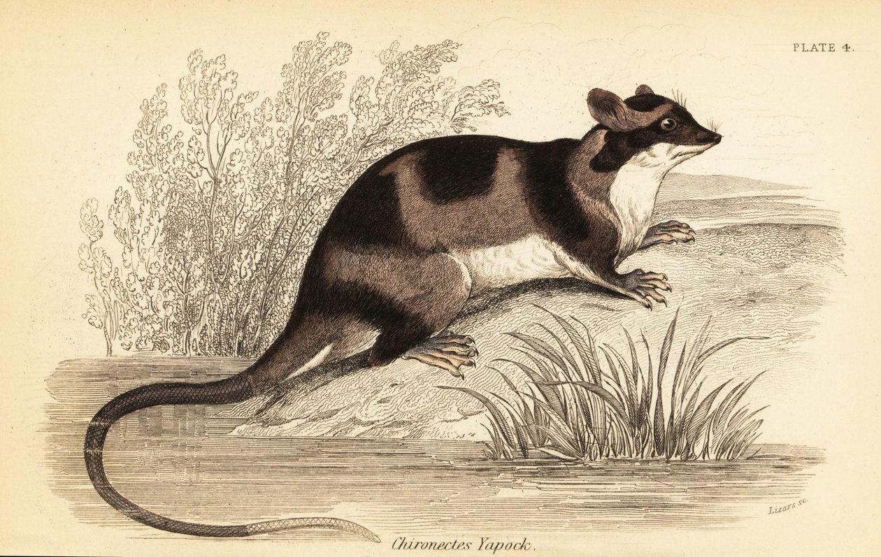 Gambá de água ou yapok, Chironectes minimus. ,1841 (gravura) de Georges Robert Waterhouse