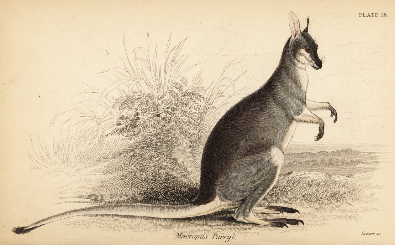 Canguru de cauda de chicote, Macropus parryi. ,1841 (gravura) de Georges Robert Waterhouse