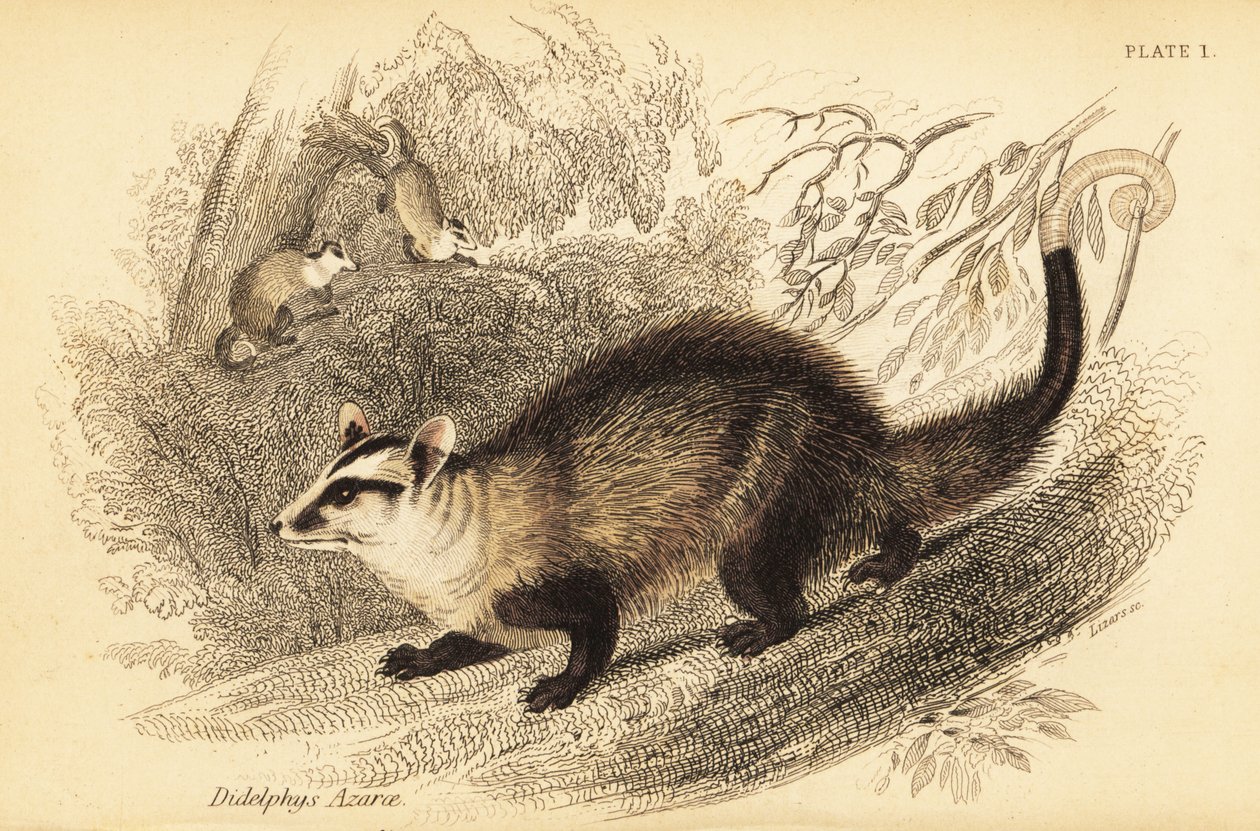Gambá de orelhas brancas, Didelphis albiventris. ,1841 (gravura) de Georges Robert Waterhouse