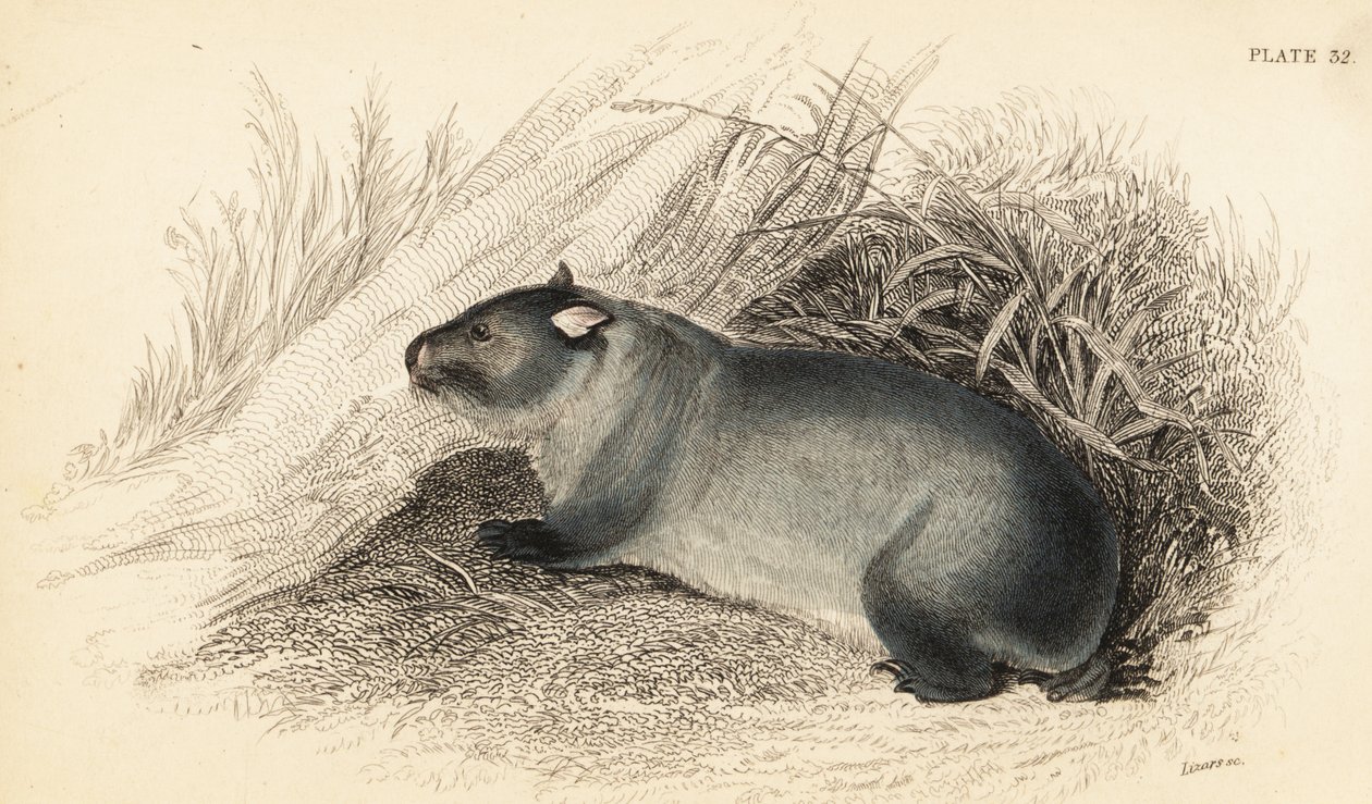 Wombat, Vombatus ursinus.,1841 (gravura) de Georges Robert Waterhouse