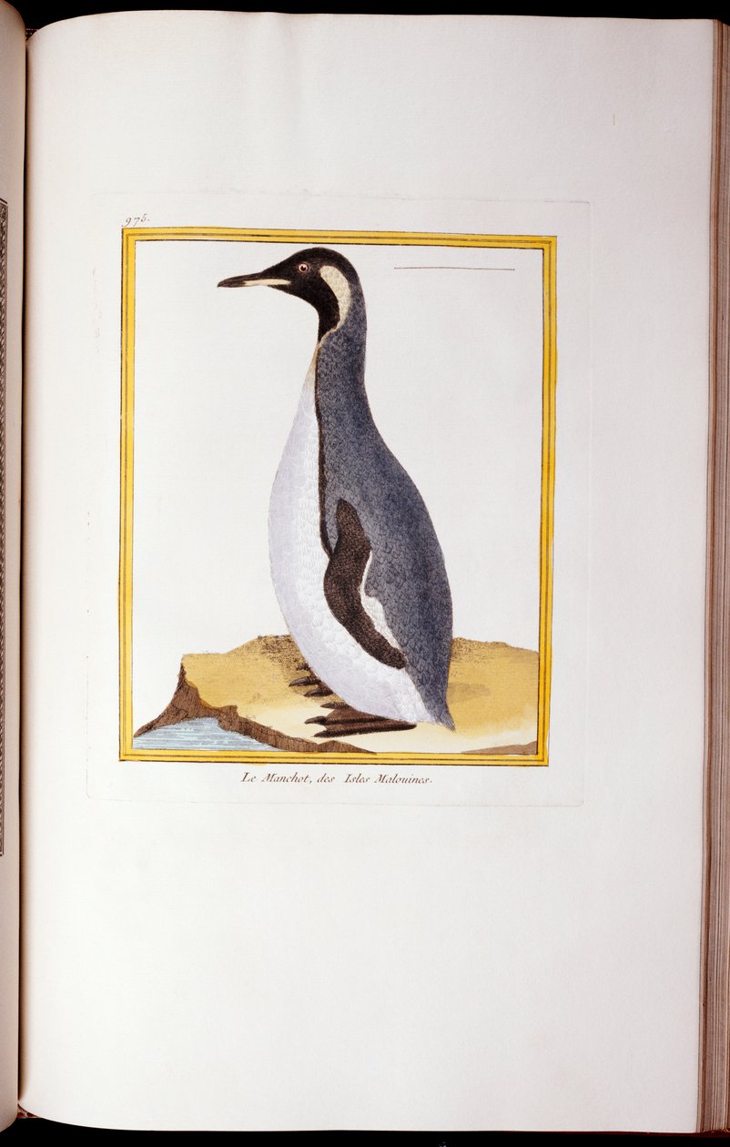 Um pinguim, Ilhas Falkland, de "Histoire Naturelle des Oiseaux", 1770-86 de Georges de Buffon