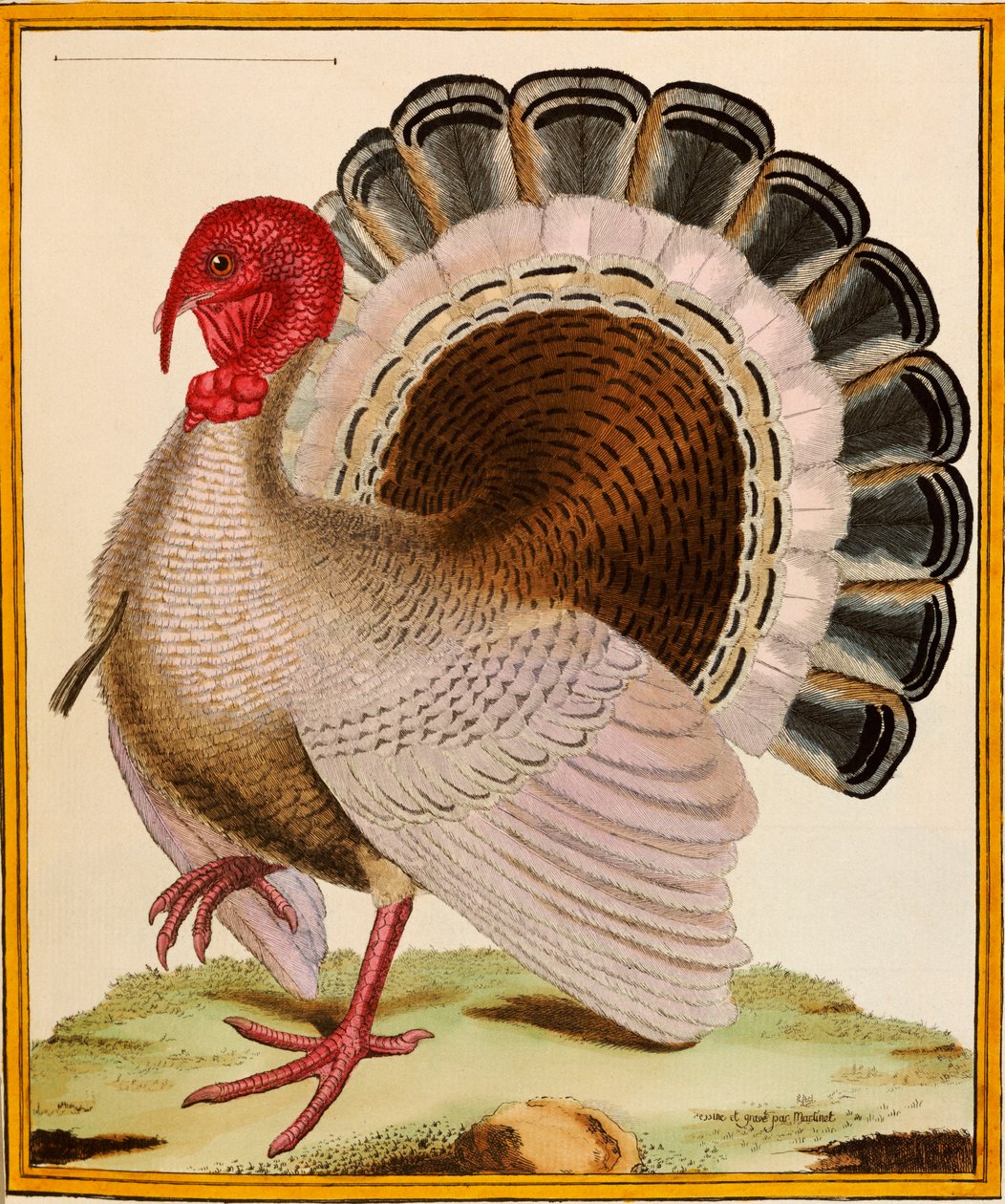 Uma Turquia, de "Histoire Nouvelles des Oiseaux", 1771-86 de Georges de Buffon