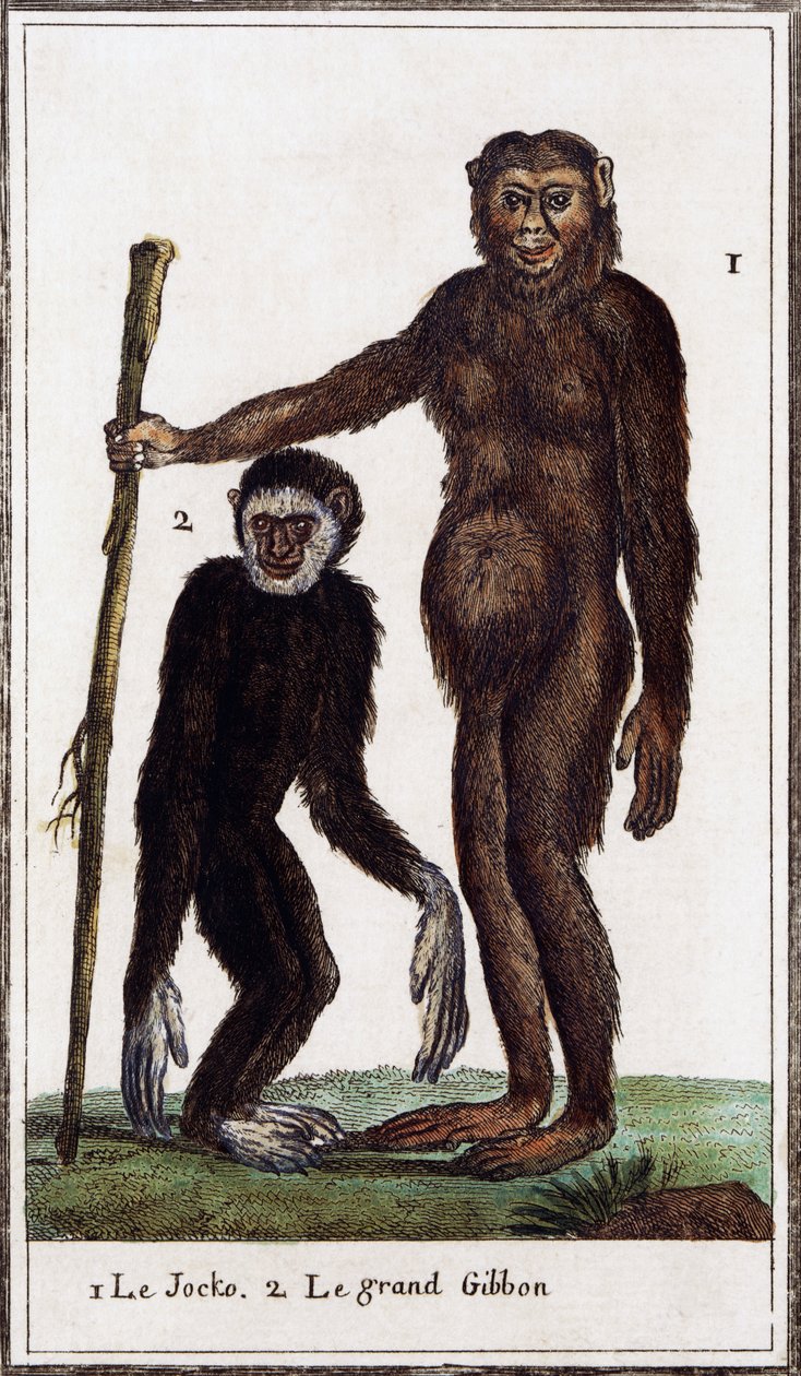 Jocko, chimpanzé ou gibão, ilustração de Histoire naturelle, de Georges-Louis Leclerc Count of Buffon (1707-1788), gravura em aguarela de Georges de Buffon
