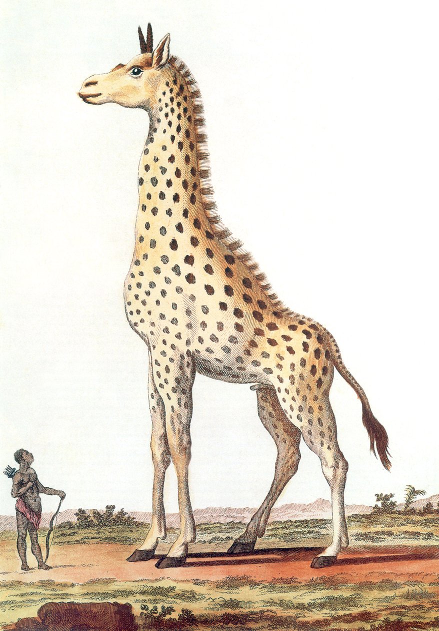 desenho de uma girafa macho fantástica de Georges de Buffon