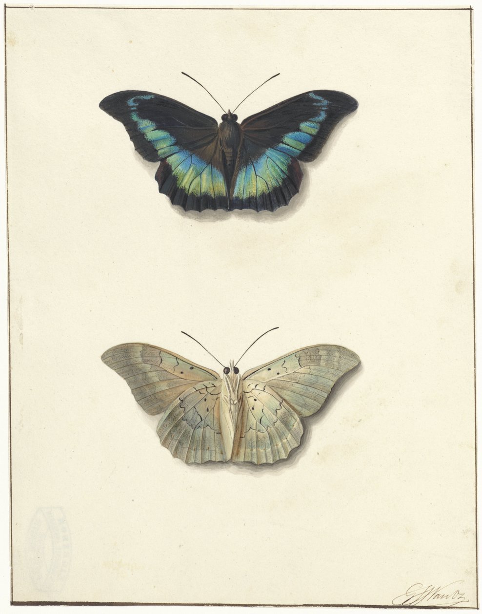 Vista superior e inferior de uma borboleta de Georgius Jacobus Johannes van Os