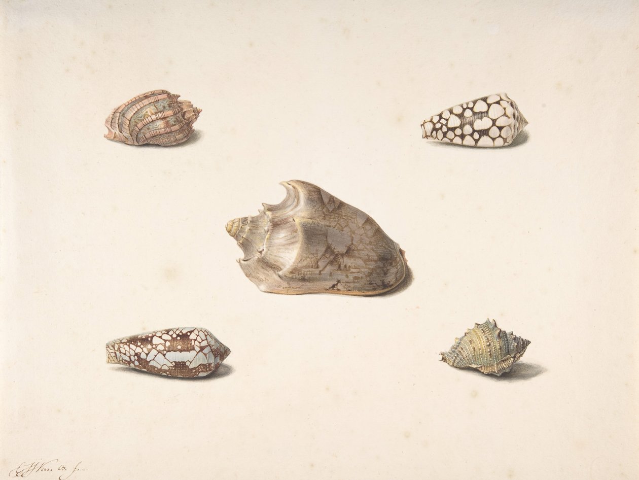 Cinco Conchas, s.d.. de Georgius Jacobus Johannes van Os