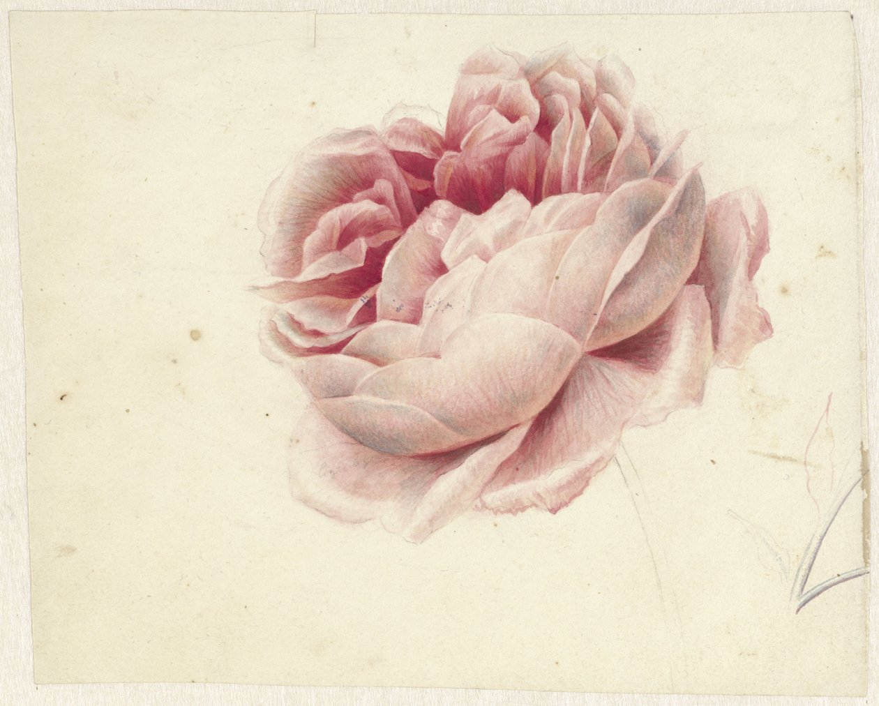 Rosa vermelha de Georgius Jacobus Johannes van Os