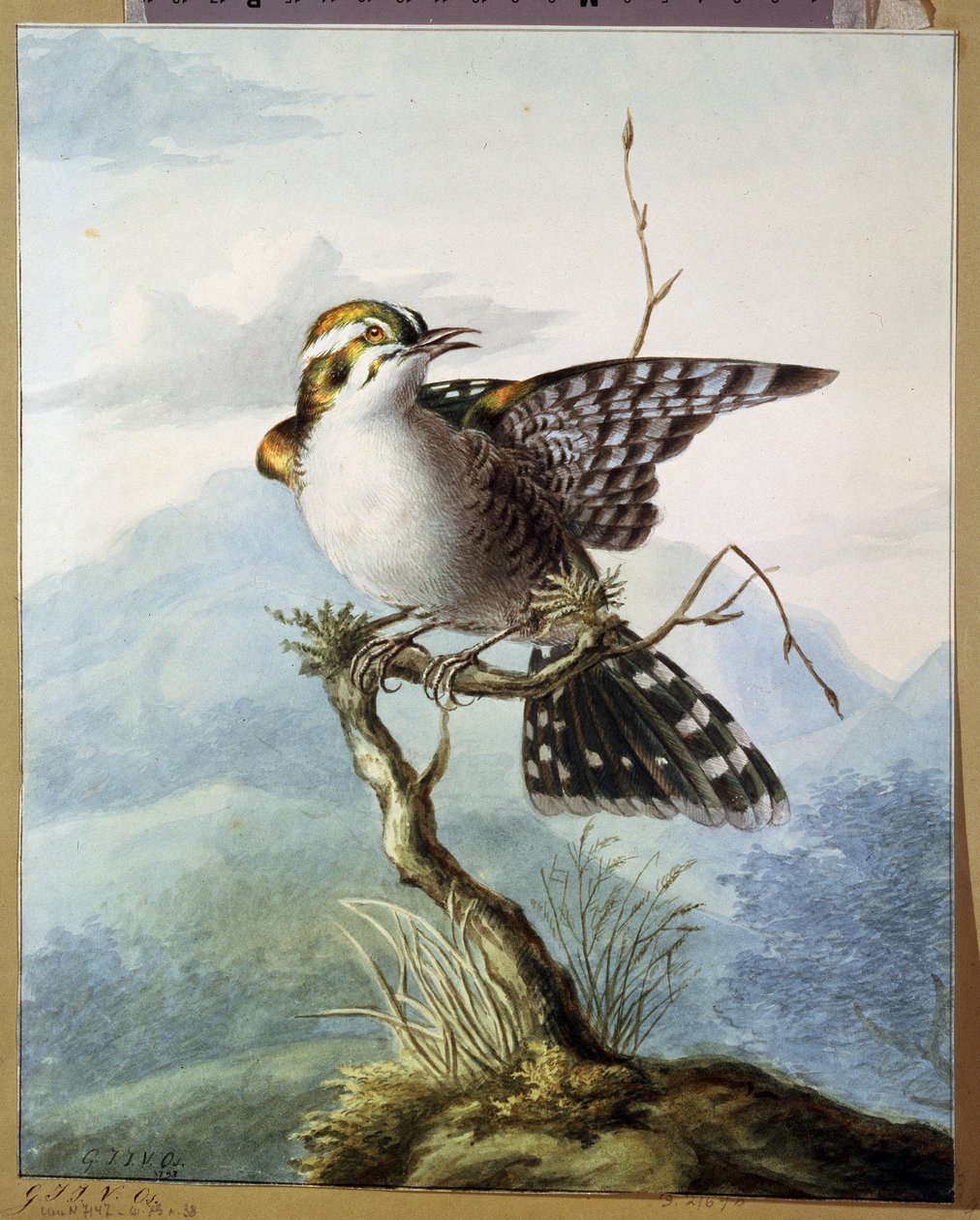 "Un petit oiseau" (Pequeno pássaro) Aquarelle de Georgius Jacobus Johannes van Os (1782-1861) 1798 Musee Pouchkine, Moscou de Georgius Jacobus Johannes van Os