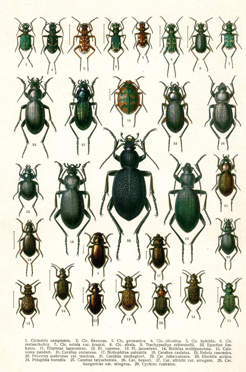 Antique Print of Varieties of European Beetles, c.1910 (cromolitografia) de Georgiy Jacobson