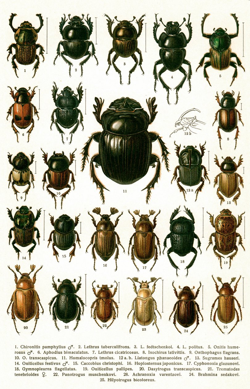 Antique Print of Varieties of European Beetles, c.1910 (cromolitografia) de Georgiy Jacobson