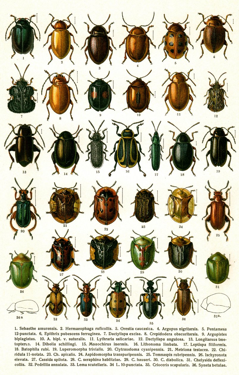 Antique Print of Varieties of European Beetles, c.1910 (cromolitografia) de Georgiy Jacobson