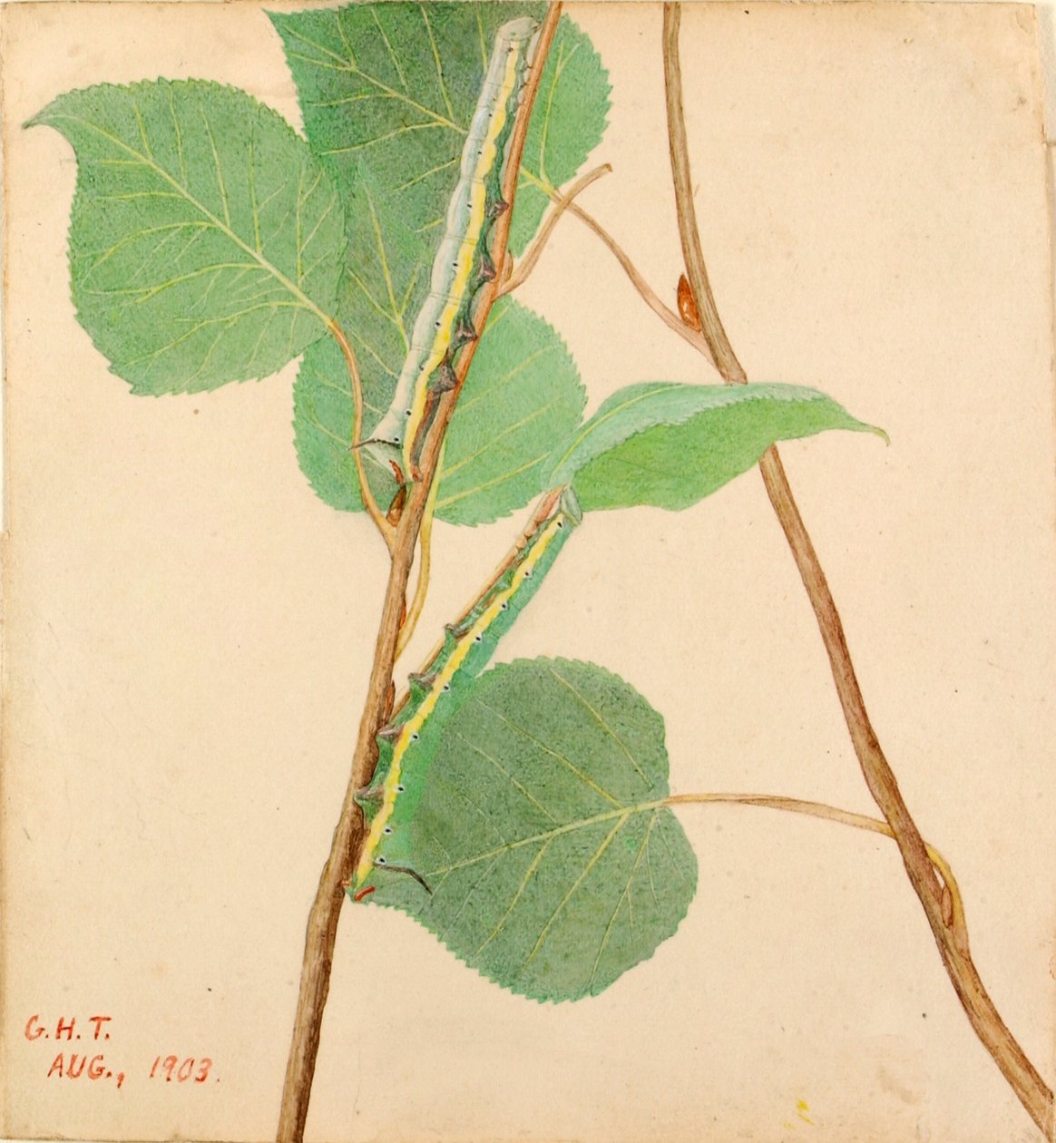 Lagarta "Mirror-Back", estudo para o livro Concealing Coloration in the Animal Kingdom de Gerald H. Thayer
