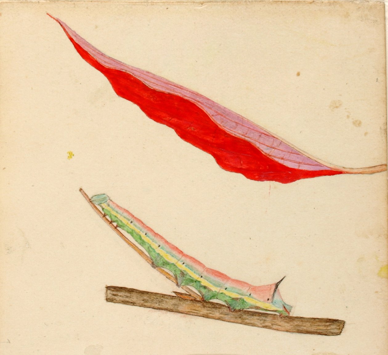 Lagarta "Mirror-Back", estudo para o livro Concealing Coloration in the Animal Kingdom de Gerald H. Thayer