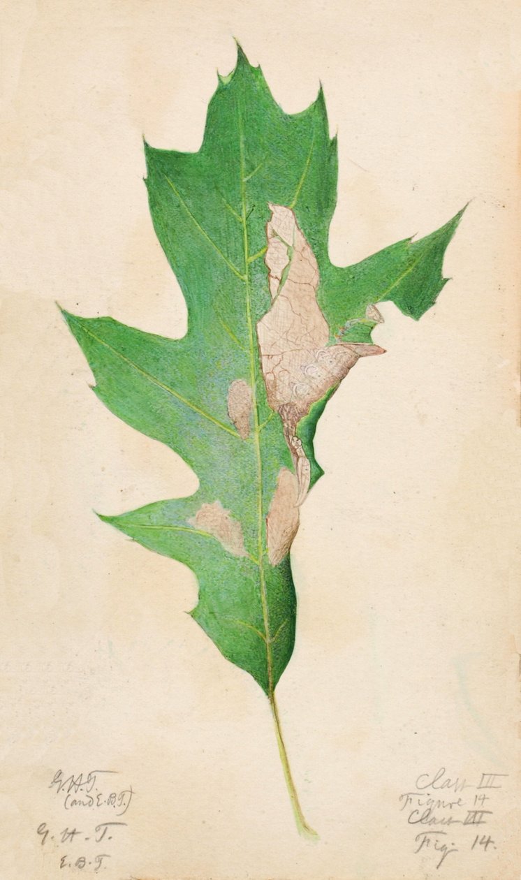 Lagarta de Borda de Folha de Carvalho..., início do século XX. de Gerald H. Thayer