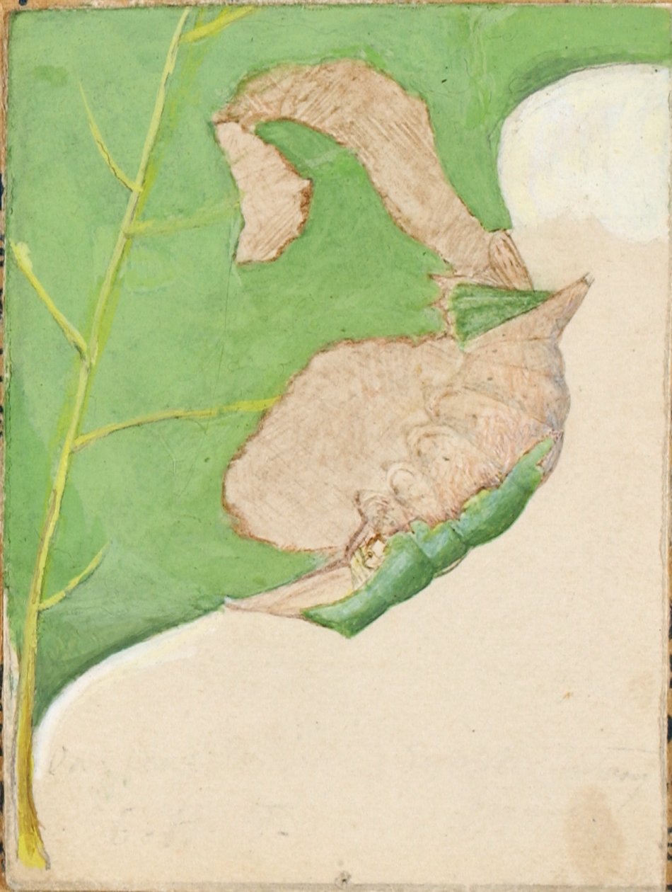 Lagarta de borda de folha de carvalho, estudo para o livro Concealing Coloration in the Animal Kingdom de Gerald H. Thayer