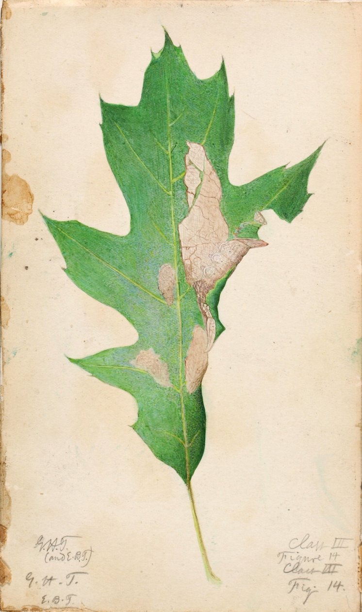 Lagarta de borda de folha de carvalho, estudo para o livro Concealing Coloration in the Animal Kingdom de Gerald H. Thayer