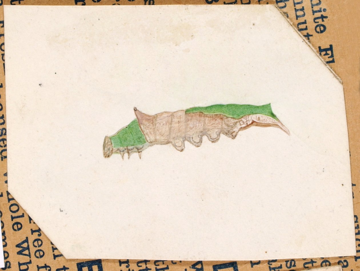 Lagarta de borda de folha de carvalho, estudo para o livro Concealing Coloration in the Animal Kingdom de Gerald H. Thayer