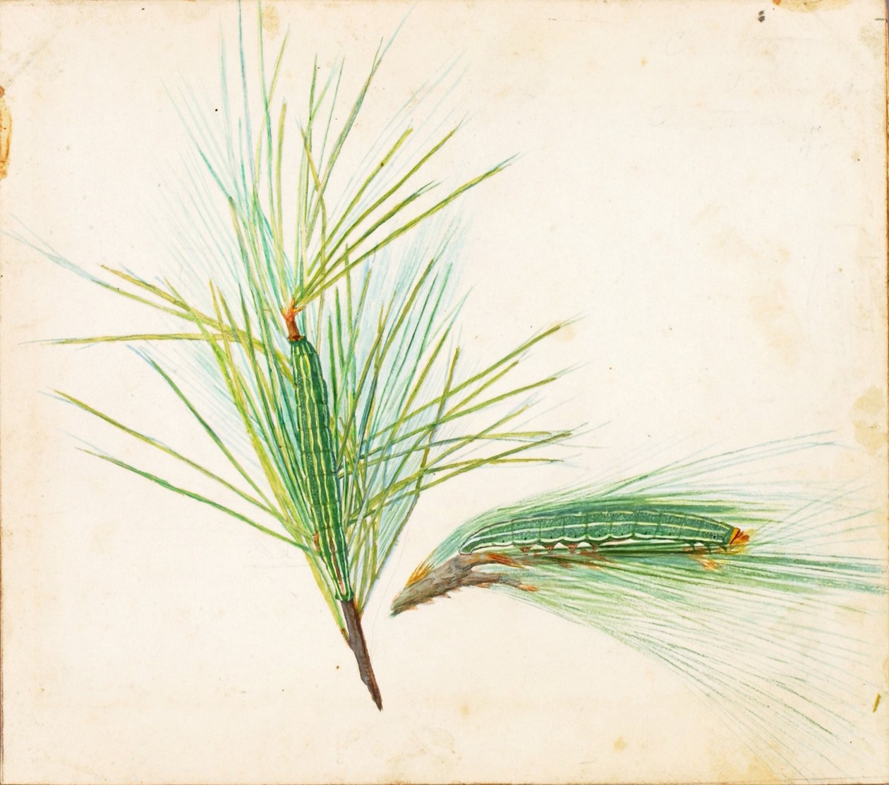 Lagarta do pinheiro, estudo para o livro Concealing Coloration in the Animal Kingdom de Gerald H. Thayer